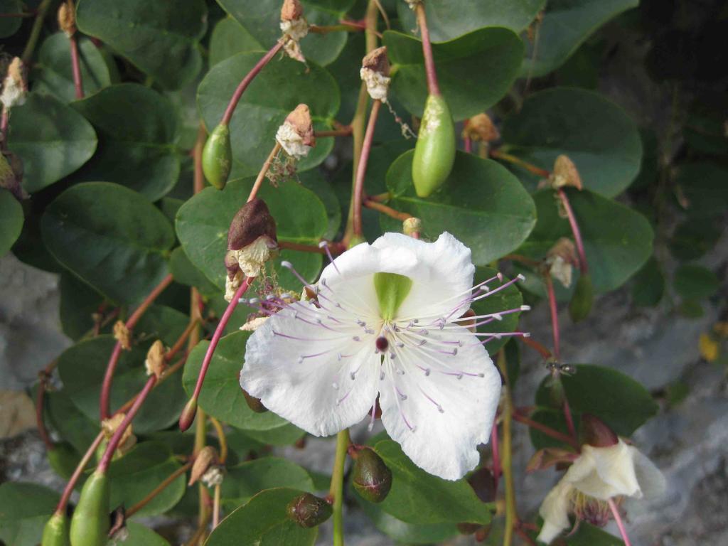 לינה וארוחת בוקר לריצ'י Agriturismo "La Rosa Canina" מראה חיצוני תמונה