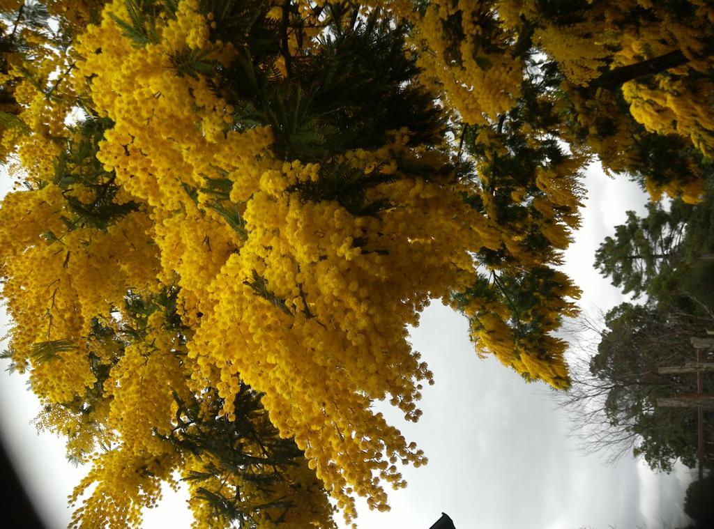 לינה וארוחת בוקר לריצ'י Agriturismo "La Rosa Canina" מראה חיצוני תמונה